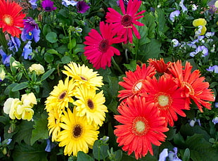assorted-colored flowers field HD wallpaper