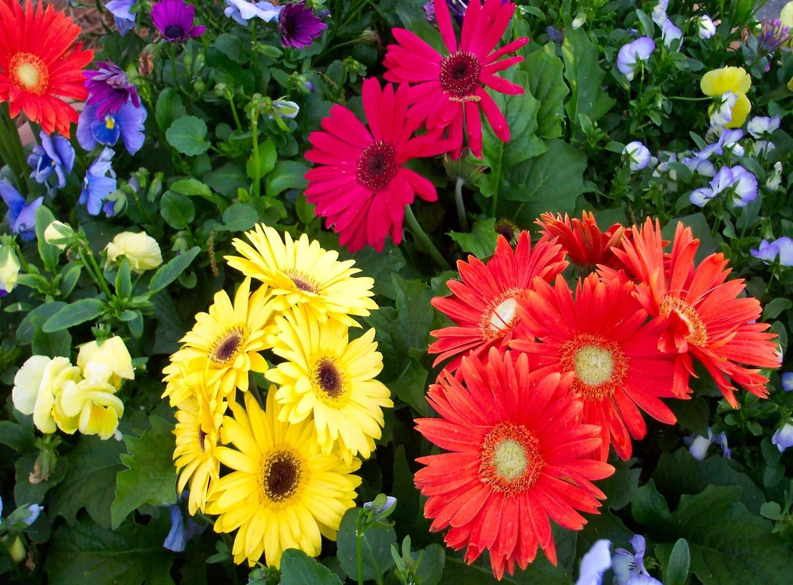 assorted-colored flowers field