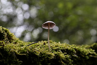 tilt lens photography of mushroom HD wallpaper