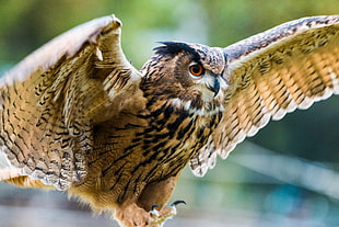 selective focus photography of owl