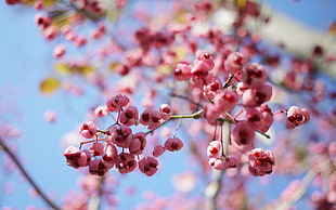 low angle and focus photography of Sakura flowers