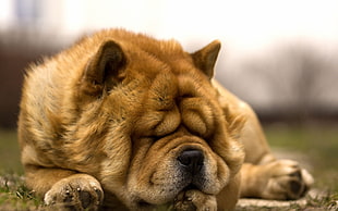 selective focus photography of adult brown Shar pei lying HD wallpaper