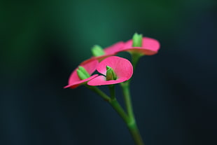 shallow focus photography of pink flower during daytime