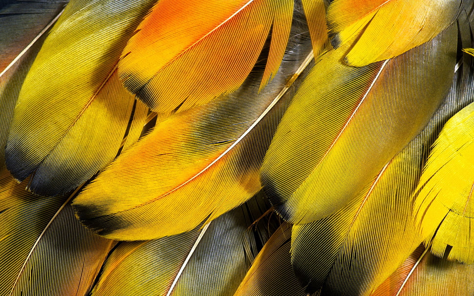 orange and black bird feathers HD wallpaper