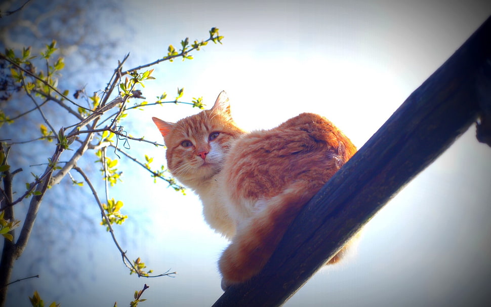 white and orange short-fur cat on tree HD wallpaper