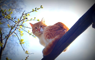 white and orange short-fur cat on tree