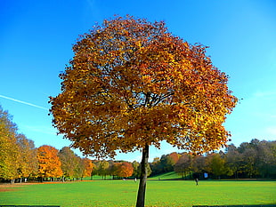 mapple tree in field, maple tree HD wallpaper