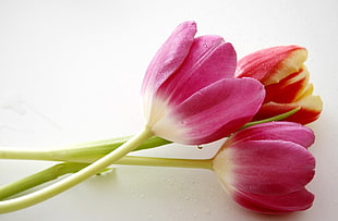 two pink and one red Tulip flowers on white surface