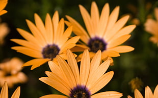 yellow blue-eyed Daisies closeup photography HD wallpaper