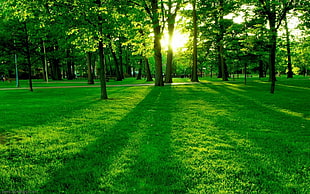 sun behind trees over green grass HD wallpaper