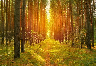 golden photography of forest trees