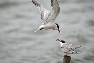 focus photography of two Royal tern birds