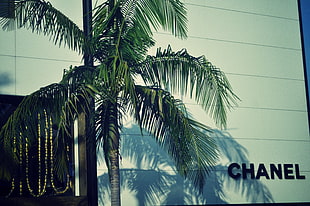 green coconut tree, Chanel, logo, palm trees