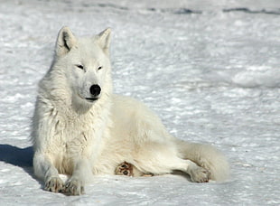 white wolf