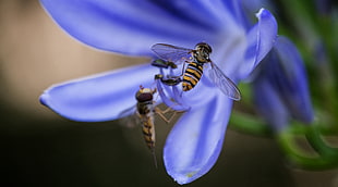 macro photo of two bees and flower