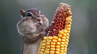 brown squirrel, animals, corn, squirrel