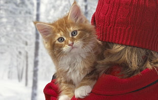 orange tabby kitten on red textile