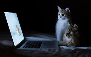 two cats in front of MacBook Pro