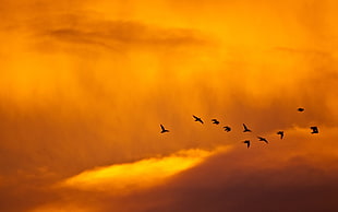 silhouette of birds flying HD wallpaper