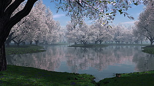 panoramic photography body of water surrounded by cherry blossoms