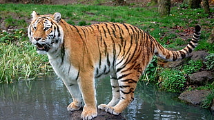 Tiger on stone photo