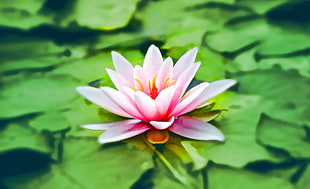 shallow focus photography of pink lotus flower HD wallpaper
