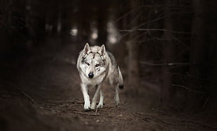 gray wolf, animals, wolf HD wallpaper
