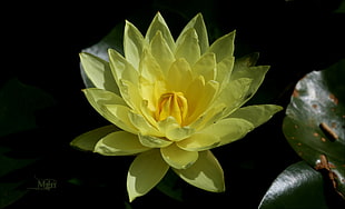 close-up photography of yellow petaled flower