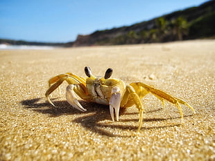 shallow focus photography of yellow crab on sand HD wallpaper