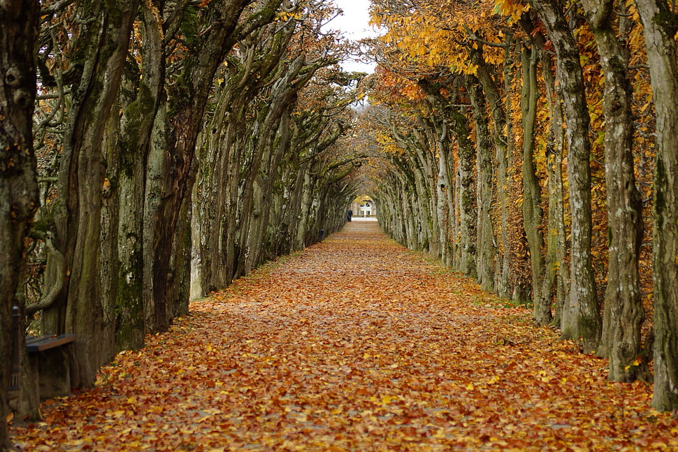 selective focus leaf on road between trees HD wallpaper