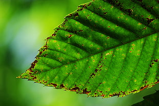 green leaf close-up photo, ventura