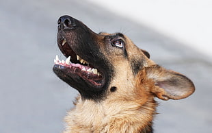closeup photo of German Shepherd looking up at daytime