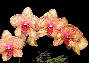 four pink moth orchids