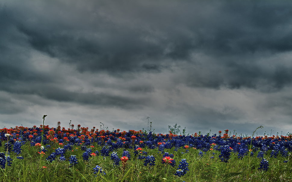 purple and red flower field under cloudy sky HD wallpaper