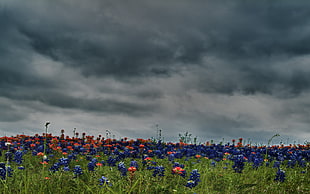 purple and red flower field under cloudy sky
