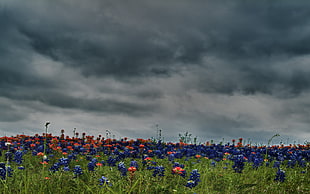 purple and red flower field under cloudy sky