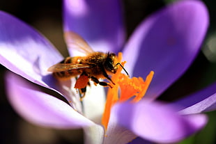 selective focus photography of bee on purple petaled flower, honey bee, crocus