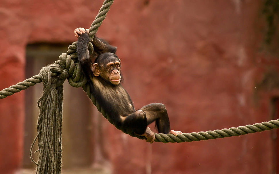 brown monkey on rope HD wallpaper