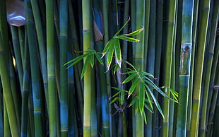 green bamboo trees HD wallpaper