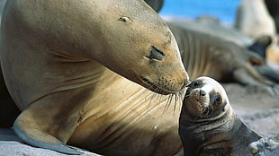 brown seal, animals, baby animals, nature, Sea Lion HD wallpaper