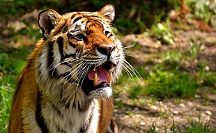 photo of tiger HD wallpaper