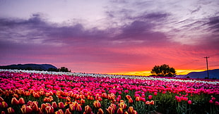 pink tulips during golden hour HD wallpaper
