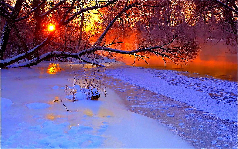 snow covered lake near tree HD wallpaper