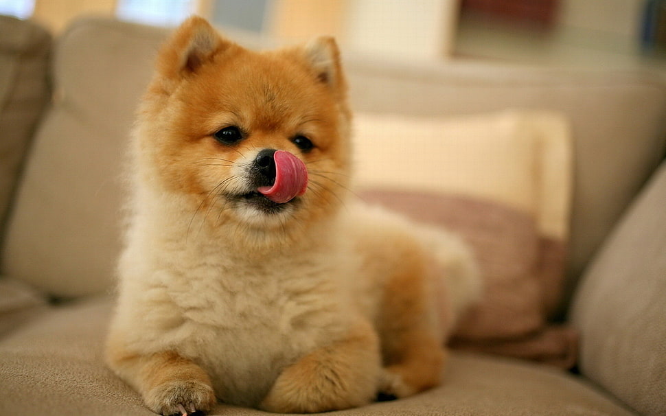 white and tan pomeranian puppy HD wallpaper