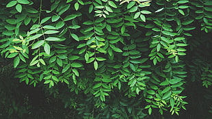 shallow focus photography of green leaves  trees