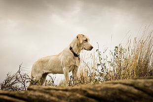 photo of adult yellow Labrador Retriever under grey clouds