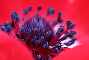 macro photography of flower