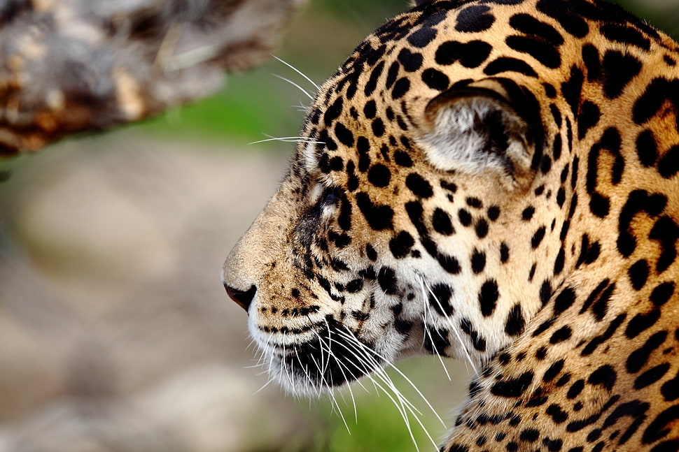 closed up photography of leopard HD wallpaper