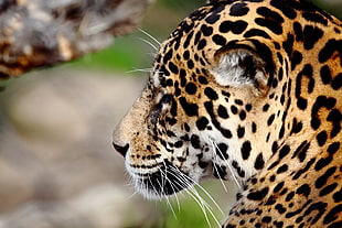 closed up photography of leopard