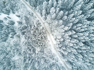 pine trees near road, nature, trees, snow, road